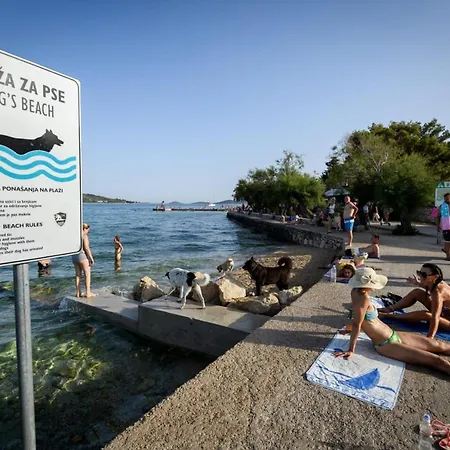 Koraljka וודיצה